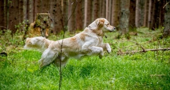 SAR-DOG.CZ